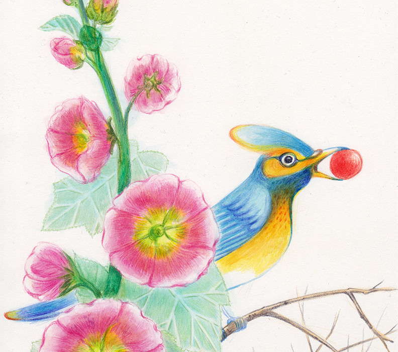 A blue and yellow bird, standing on the branches, among althea flowers, is holding in its beak a red ball. Illustation from a book project which is entitled Rae's gift